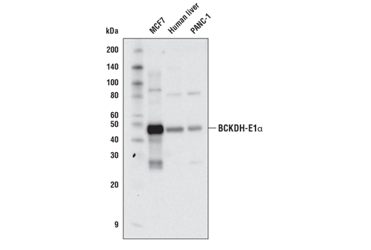BCKDH-E1α (E4T3D) Rabbit mAb
