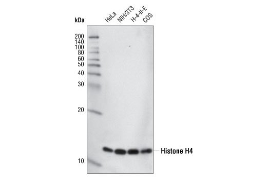 Histone H4 (L64C1) Mouse mAb