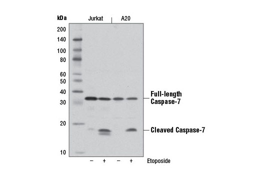 Caspase-7 (D2Q3L) Rabbit mAb
