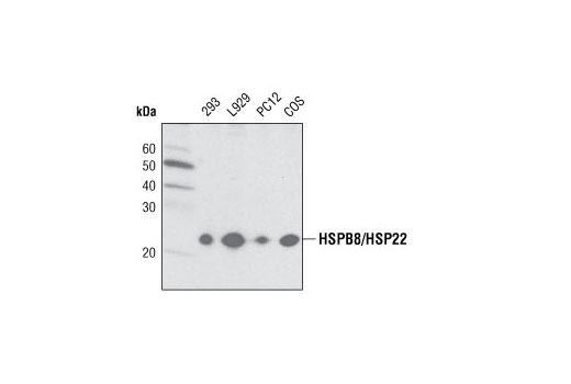 HSPB8/HSP22 Antibody