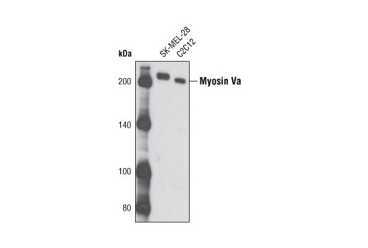 Myosin Va Antibody