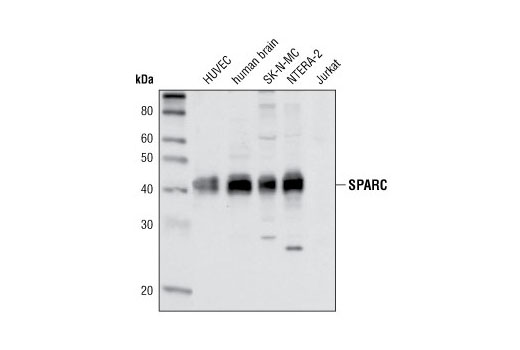 SPARC Antibody