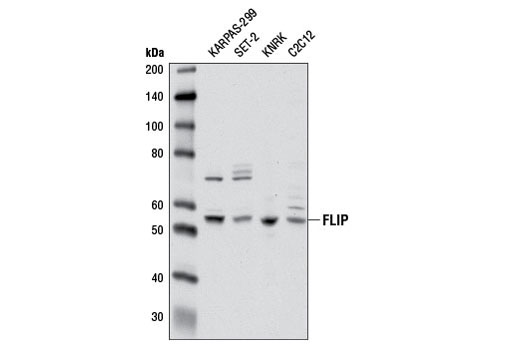 FLIP (D16A8) Rabbit mAb
