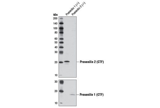Presenilin 2 (D30G3) Rabbit mAb