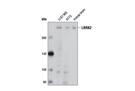 LRRK2 (D18E12) Rabbit mAb