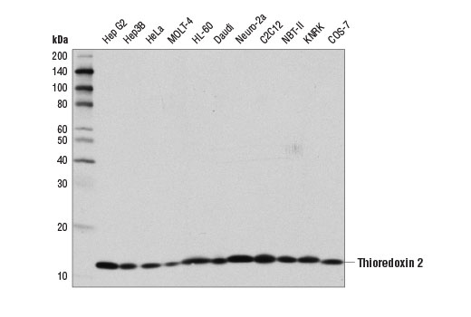 Thioredoxin 2 (D1C9L) Rabbit mAb
