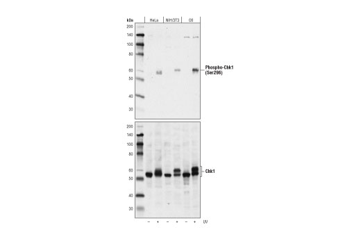 Phospho-Chk1 (Ser296) (D3O9F) Rabbit mAb