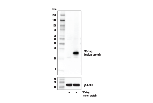 V5-Tag (E9H8O) Mouse mAb