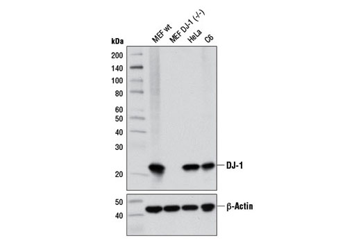 DJ-1 (D29E5) XP Rabbit mAb