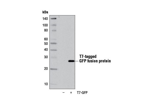 T7-Tag (D9E1X) XP Rabbit mAb