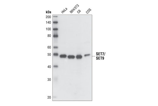 SET7/SET9 Antibody