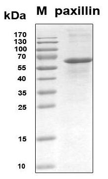 Recombinant Human Paxillin
