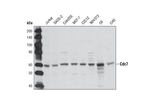 Cdc7 Antibody