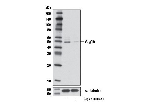 Atg4A (D62C10) Rabbit mAb