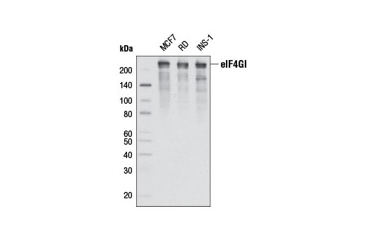 eIF4GI (D6A6) Rabbit mAb