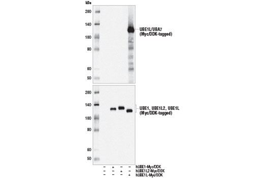 UBE1L/UBA7 (D6U4S) Rabbit mAb