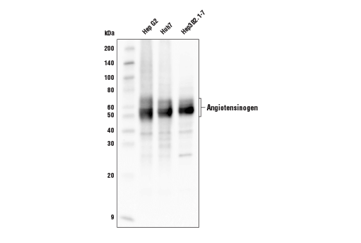 Angiotensinogen Antibody