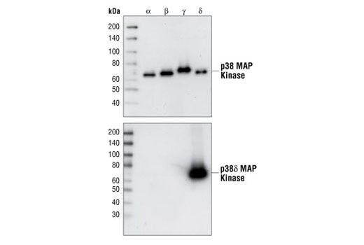 p38δ MAPK (10A8) Rabbit mAb