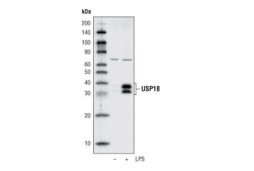 USP18 (D4E7) Rabbit mAb