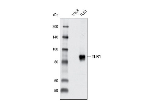 Toll-like Receptor 1 Antibody