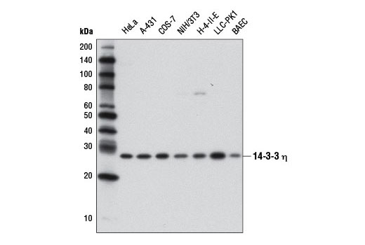14-3-3 η (D23B7) Rabbit mAb