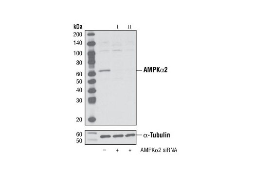 SignalSilence AMPKα2 siRNA II
