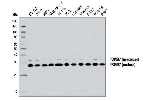 PSMB7 (E1L5H) Rabbit mAb