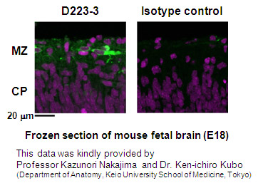 Anti-Reelin (CR-50) mAb