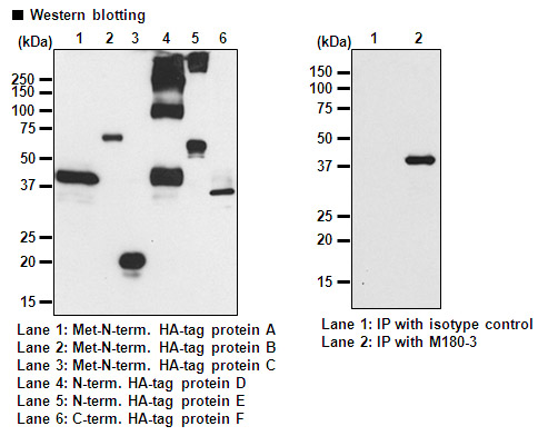 Anti-HA-tag mAb-HRP-DirecT