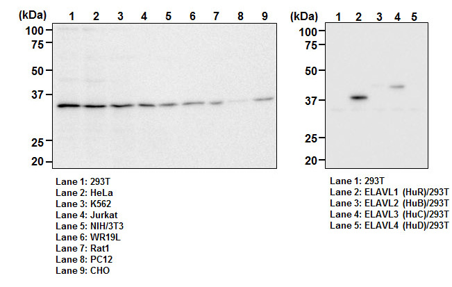 Anti-ELAVL1 (HuR) mAb