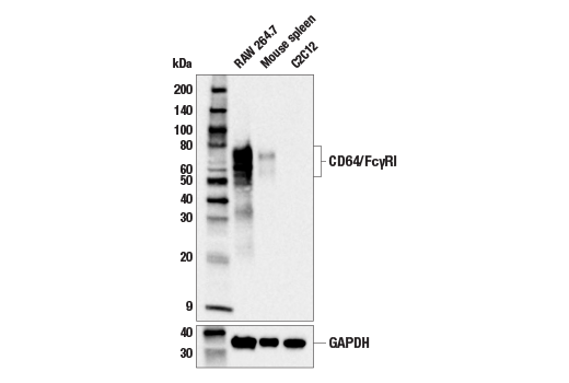 CD64/Fc gammaRI (E2O4L) Rabbit Monoclonal Antibody