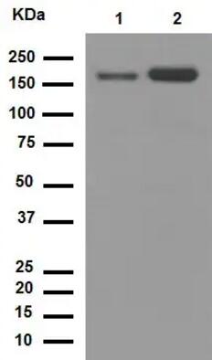 重组Anti-CD11b抗体[EPR1344]