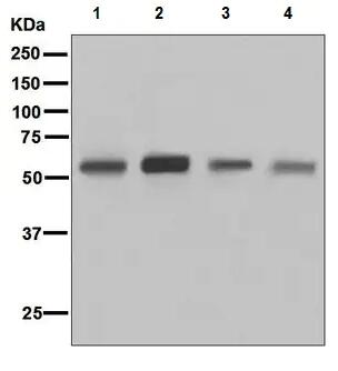 Anti-CD4 antibody [EPR6855]