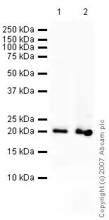 Anti-Caveolin-1 antibody - Caveolae Marker