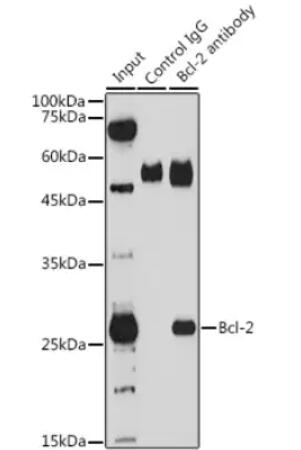 Anti-Bcl-2 antibody