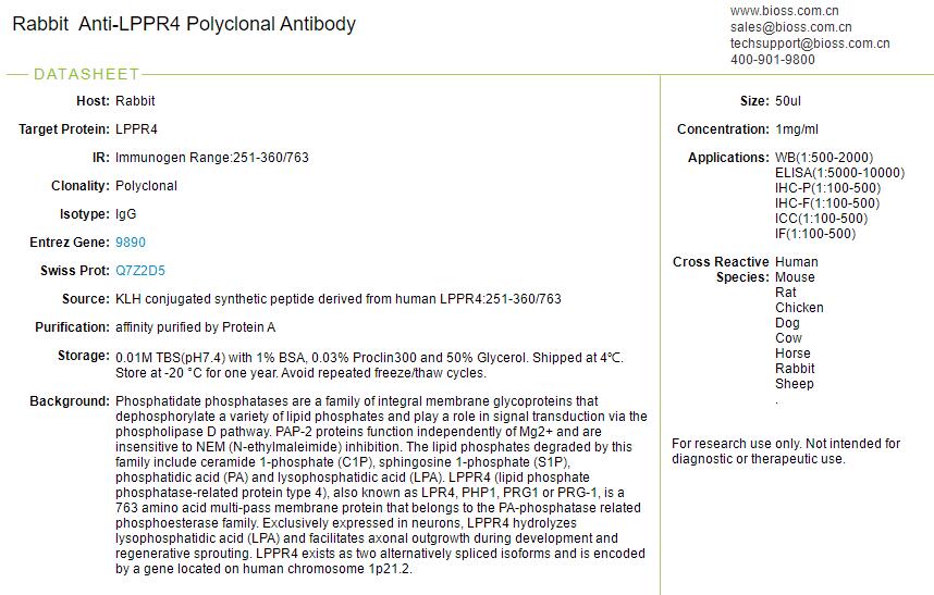 脑特异性磷脂酸磷酸酶样蛋白1抗体