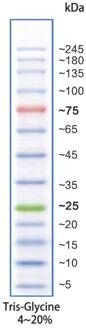 彩色预染宽范围蛋白marker(5-245 kDa)