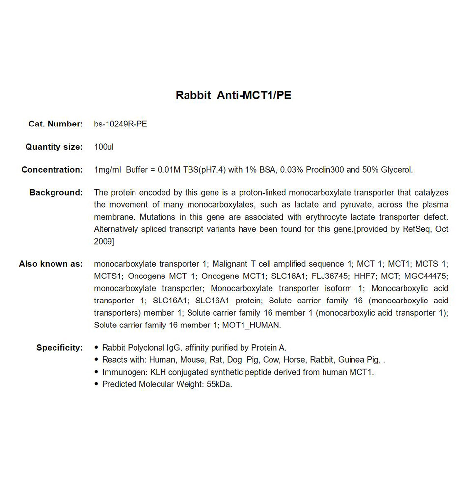 PE标记单羧酸转运蛋白-1抗体