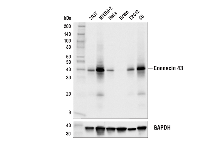 Connexin 43 (E7N2R) XP Rabbit mAb