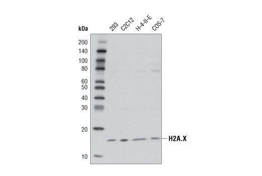 PhosphoPlus Histone H2A.X (Ser139) Antibody Duet
