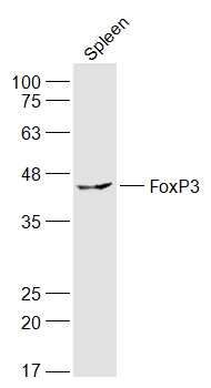 叉头蛋白P3抗体