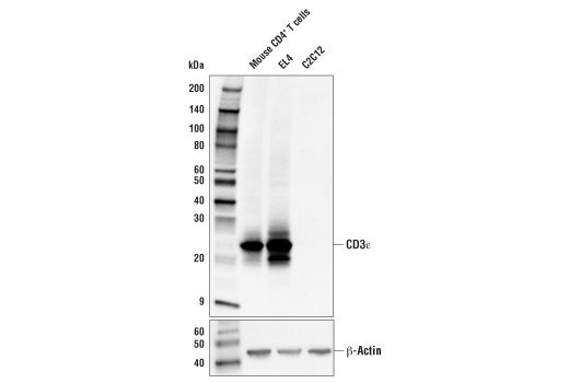 CD3ε (E4T1B) XP Rabbit mAb