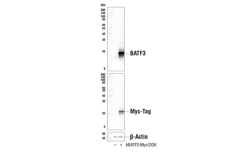 BATF3 (E3K5H) Rabbit mAb