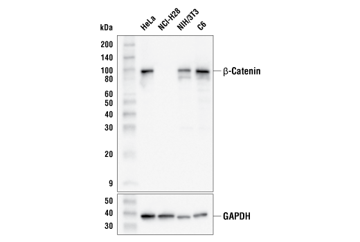 β-Catenin (15B8) Mouse mAb