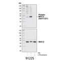 MEK1/2 Antibody