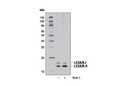 Autophagy Antibody Sampler Kit