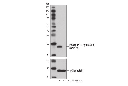 Phospho-α-Synuclein (Ser129) (D1R1R) Rabbit mAb