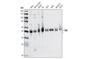TAZ (V386) Antibody