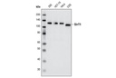 SirT1 (D739) Antibody