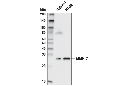 MMP-7 Antibody
